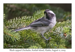 Black-capped Chickadee