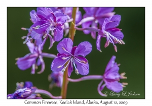 Common Fireweed