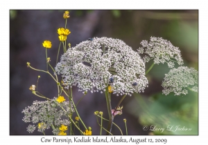 Cow Parsnip