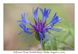 Unknown Flower