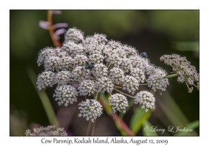 Cow Parsnip