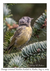 Orange-crowned Warbler