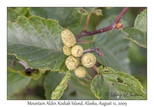 Mountain Alder