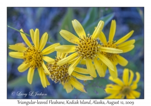 Triangular-leaved Fleabane