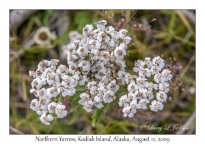 Northern Yarrow