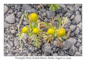 Pineapple Weed