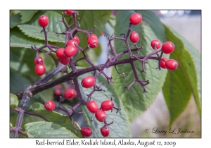 Red-berried Elder