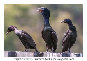 Pelagic Cormorants