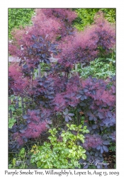 Purple Smoke Tree