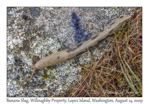 Banana Slug