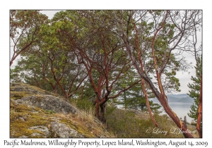 Pacific Madrone