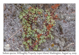 Sedum species