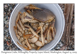 Dungeness Crabs