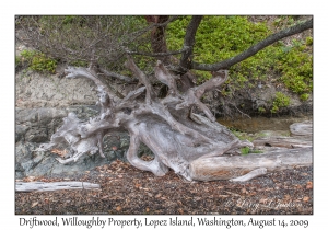 Driftwood