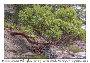 Pacific Madrone