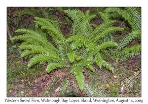 Western Sword Fern