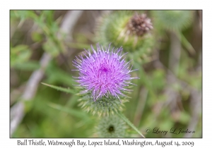 Bull Thistle