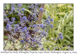 Amethyst Sea Holly