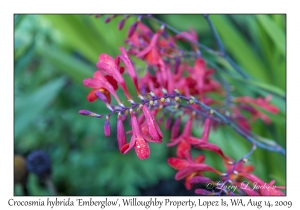 Crocosmia hybrida 'Emberglow'