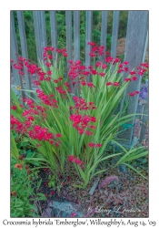 Crocosmia hybrida 'Emberglow'