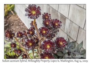 Sedum aeonium hybrid