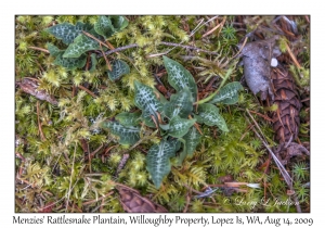 Menzies' Rattlesnake Plantain