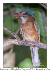 Green-backed Kingfisher