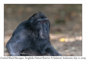 Crested Black Macaque