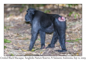 Crested Black Macaque