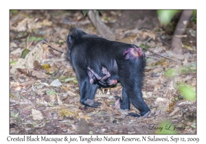 Crested Black Macaque