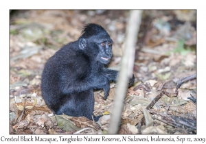 Crested Black Macaque