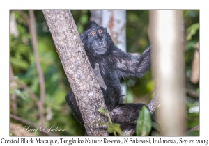 Crested Black Macaque