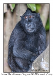 Crested Black Macaque