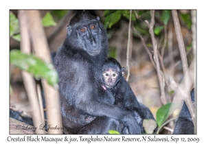 Crested Black Macaque