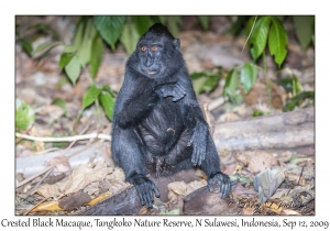 Crested Black Macaque