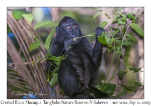 Crested Black Macaque