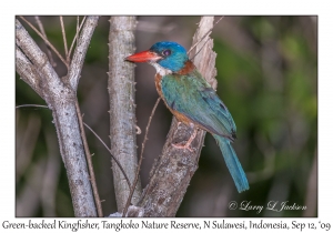 Green-backed Kingfisher