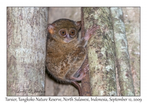 Tarsier