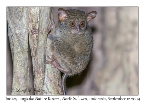 Tarsier