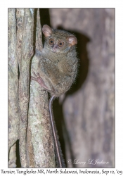 Tarsier