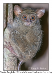 Tarsier