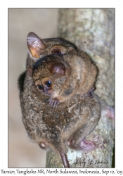 Tarsiers