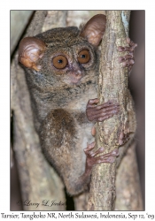 Tarsier