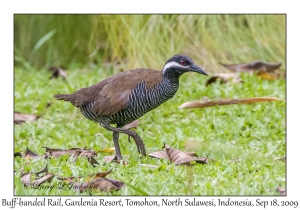 Buff-banded Rail