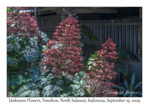 Unknown Flowers