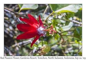 Red Passion Flower