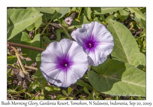 Bush Morning Glory