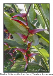 Pendent Heliconia