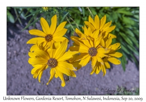 Unknown Flowers