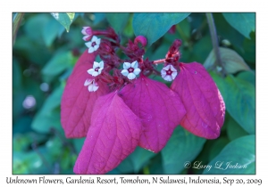 Unknown Flowers